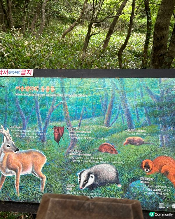 漢拏山御里牧登山