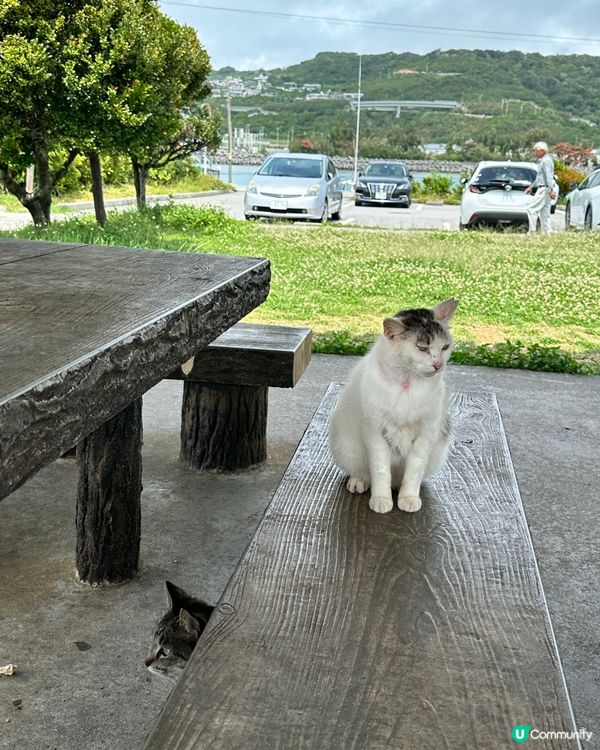 沖繩貓奴必到景點 : 奧武島半日遊