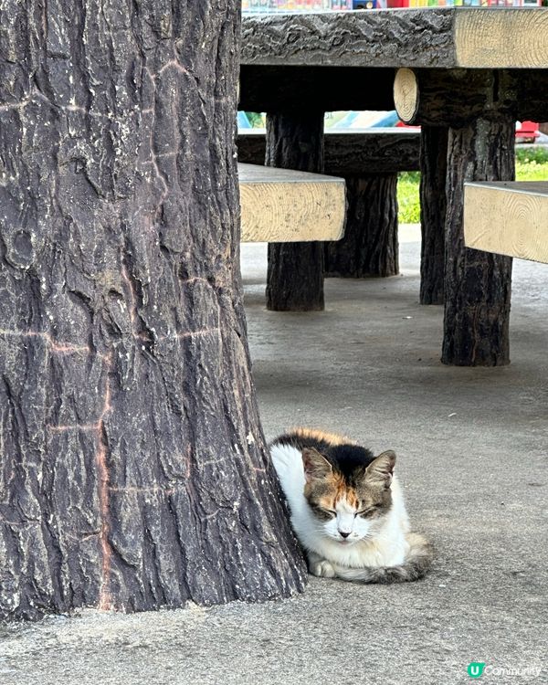 沖繩貓奴必到景點 : 奧武島半日遊
