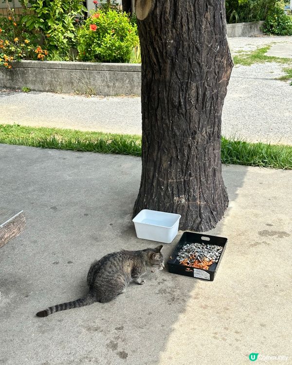 沖繩貓奴必到景點 : 奧武島半日遊