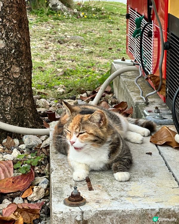 沖繩貓奴必到景點 : 奧武島半日遊