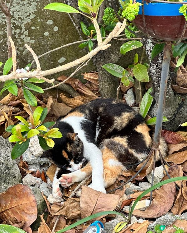 沖繩貓奴必到景點 : 奧武島半日遊
