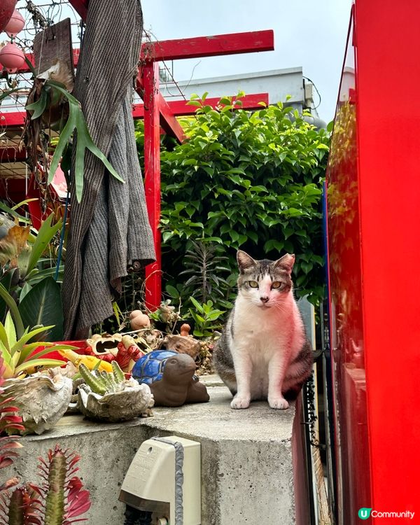沖繩貓奴必到景點 : 奧武島半日遊