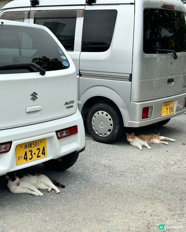 沖繩貓奴必到景點 : 奧武島半日遊