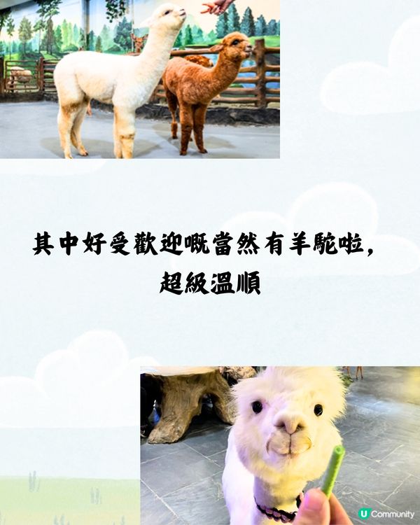 深圳野恩動物樂園5大必探店因素🦌附交通教學🚗