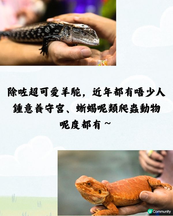 深圳野恩動物樂園5大必探店因素🦌附交通教學🚗