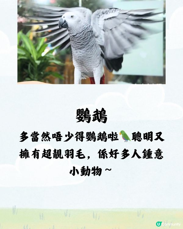 深圳野恩動物樂園5大必探店因素🦌附交通教學🚗