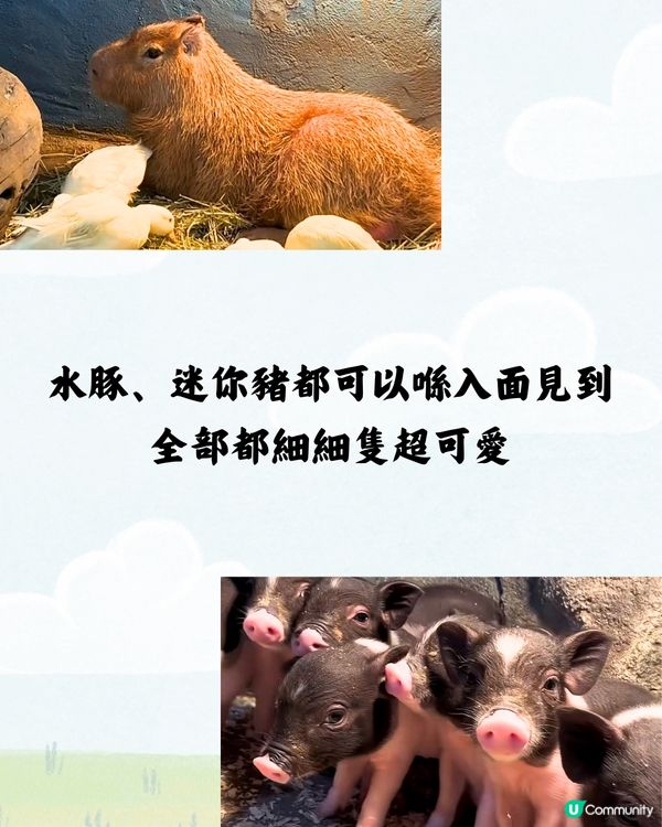 深圳野恩動物樂園5大必探店因素🦌附交通教學🚗