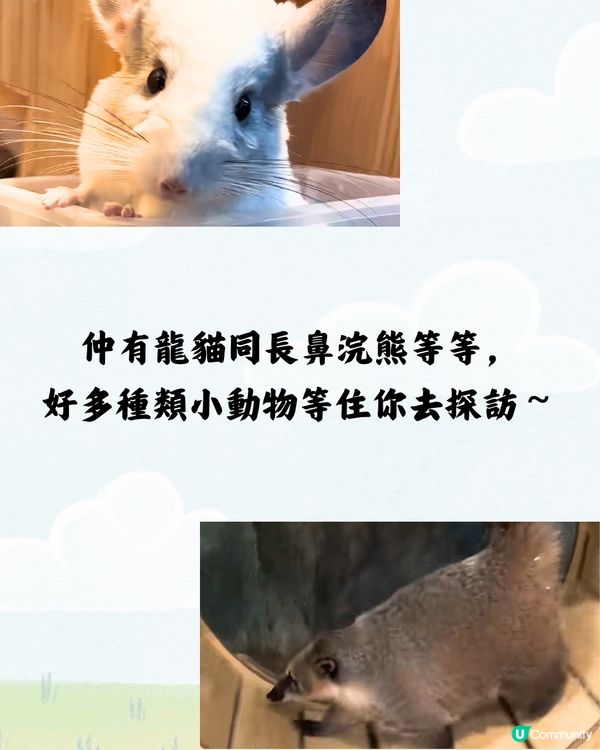 深圳野恩動物樂園5大必探店因素🦌附交通教學🚗