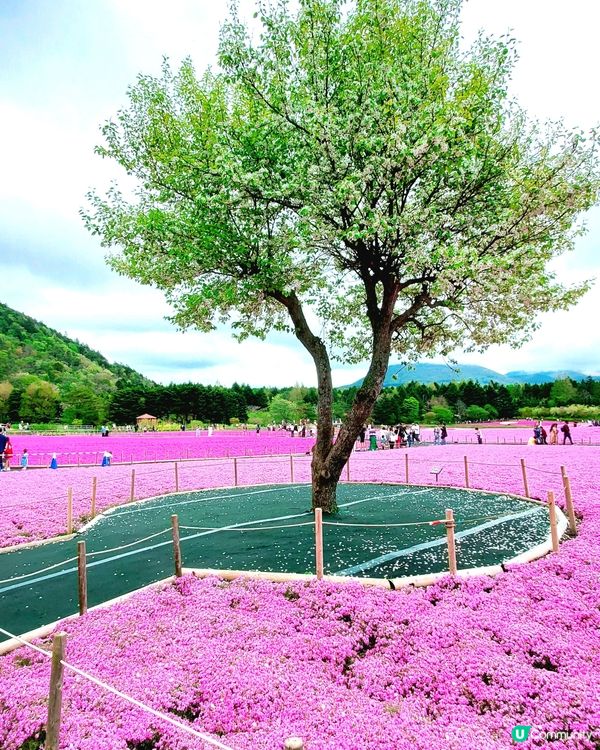🏔🌸🌸富士芝櫻祭🌸🌸🏔 