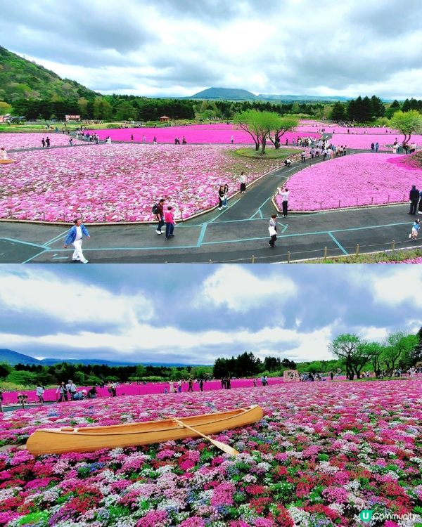 🏔🌸🌸富士芝櫻祭🌸🌸🏔 