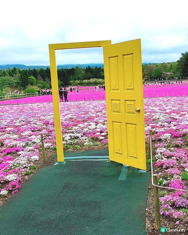 🏔🌸🌸富士芝櫻祭🌸🌸🏔 