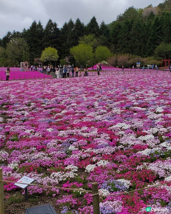 🏔🌸🌸富士芝櫻祭🌸🌸🏔 