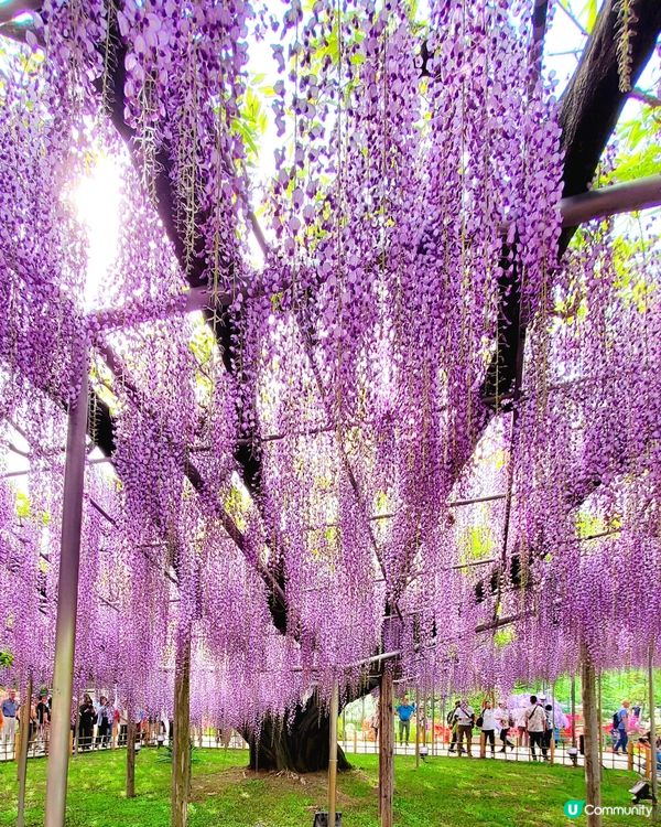 💜💜日本栃木縣足利花園💜💜
