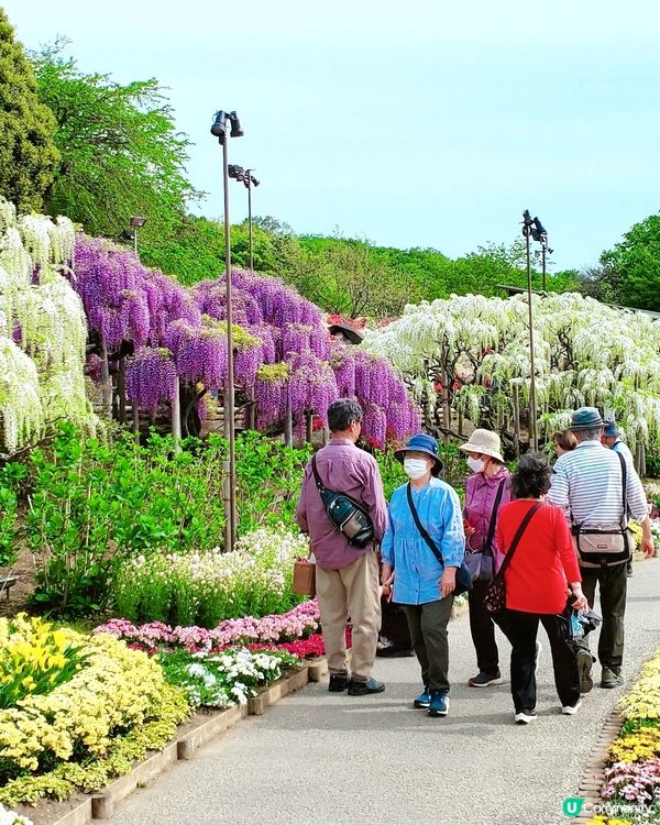 💜💜日本栃木縣足利花園💜💜
