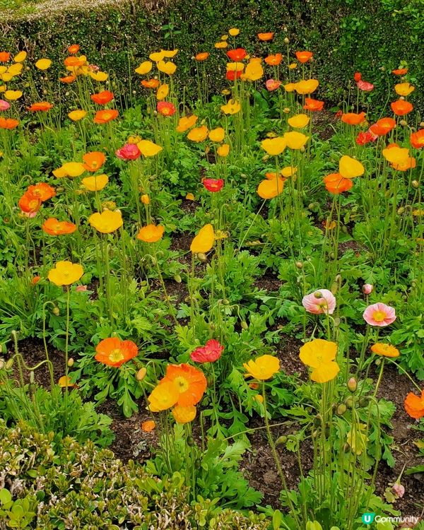 💜💜日本栃木縣足利花園💜💜
