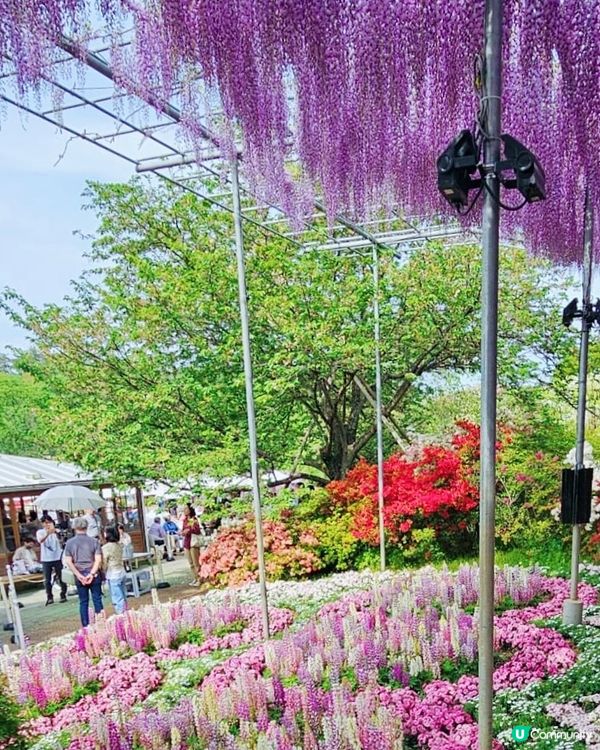 💜💜日本栃木縣足利花園💜💜
