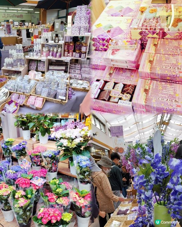 💜💜日本栃木縣足利花園💜💜
