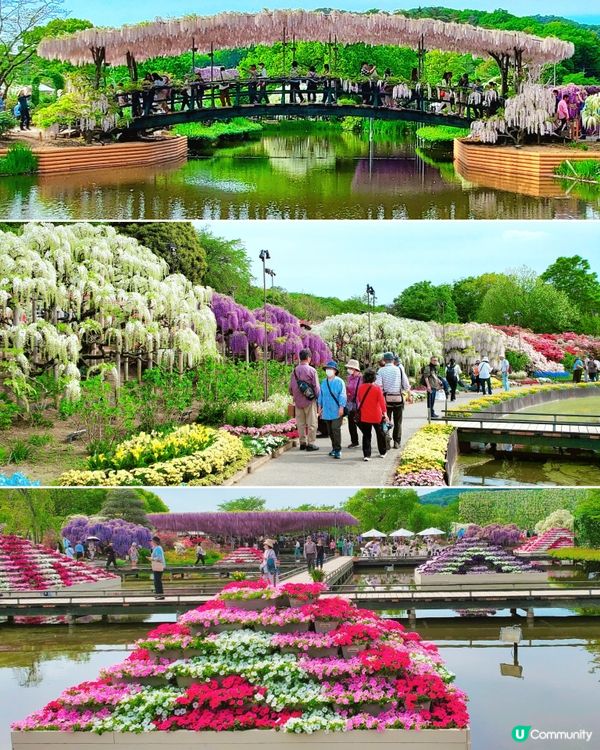 🤍日本栃木縣足利花園🤍