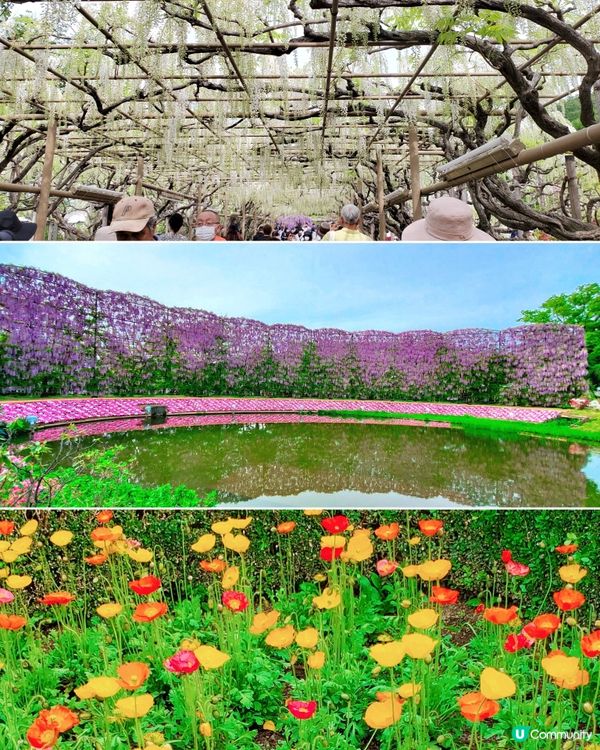 🤍日本栃木縣足利花園🤍