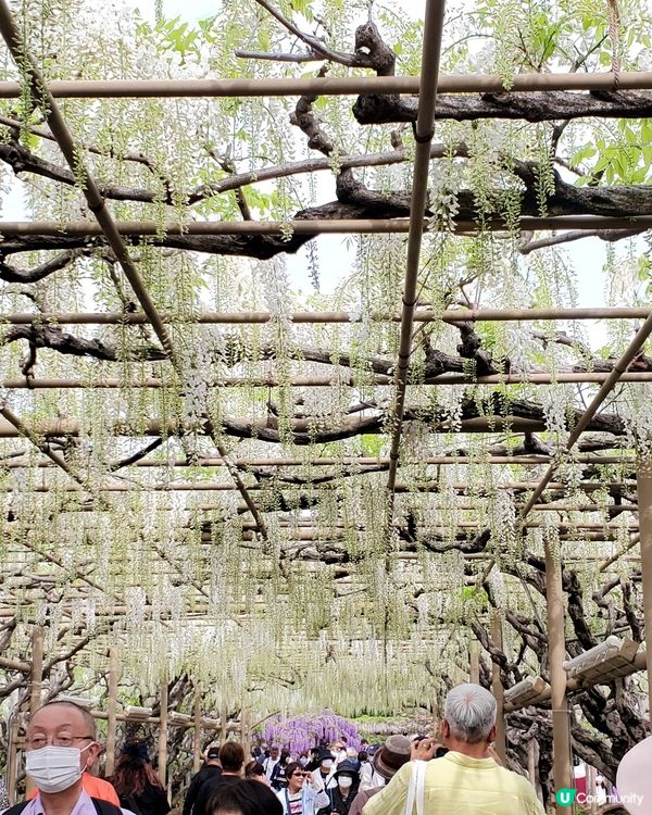 🤍日本栃木縣足利花園🤍