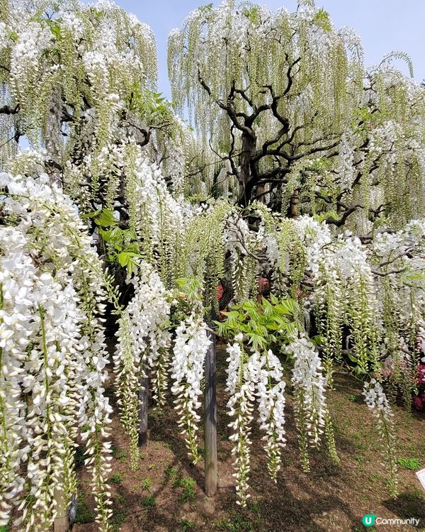 🤍日本栃木縣足利花園🤍