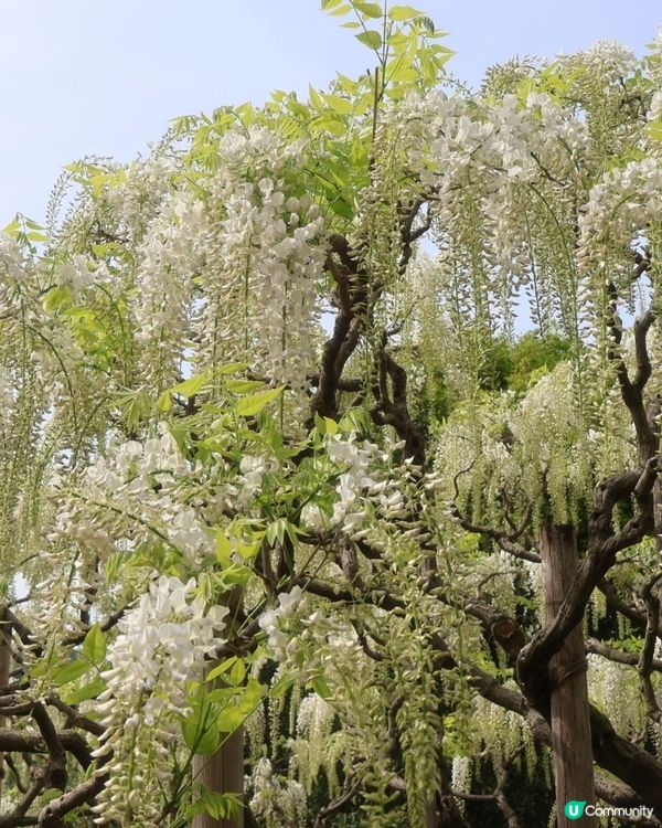 🤍日本栃木縣足利花園🤍