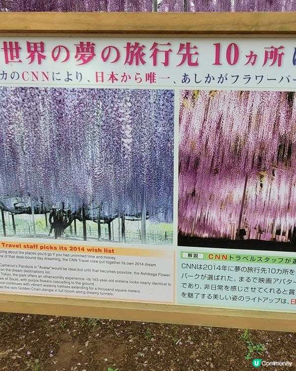 🤍日本栃木縣足利花園🤍