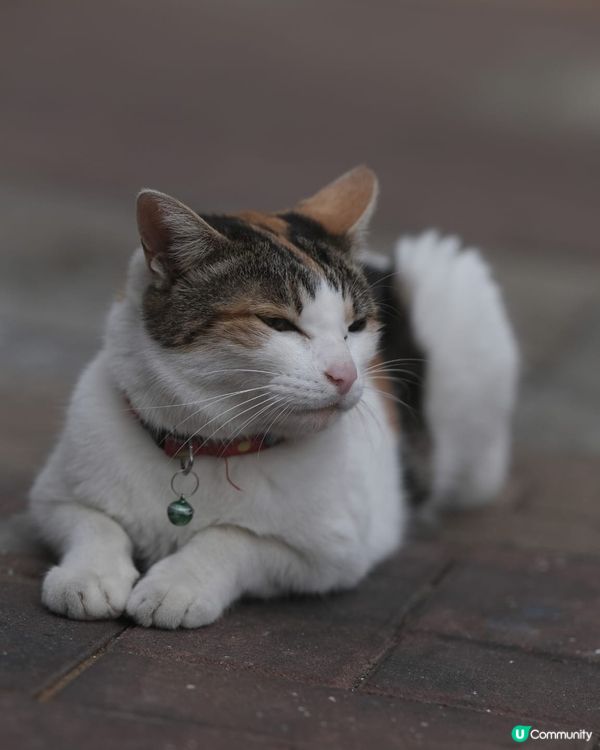 康肯霍夫公園是世界上最大的花卉展覽園區，位於荷蘭的利斯特德（...