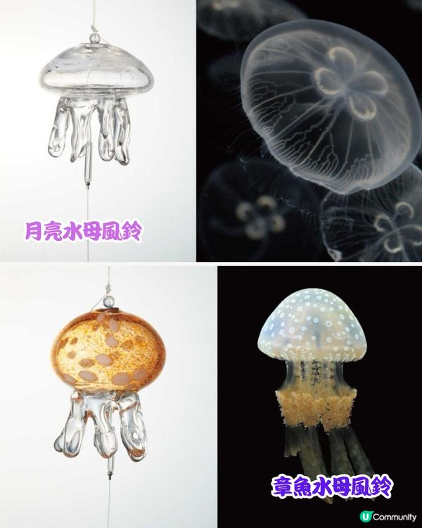 日本京都水母風鈴活動回歸！🪼