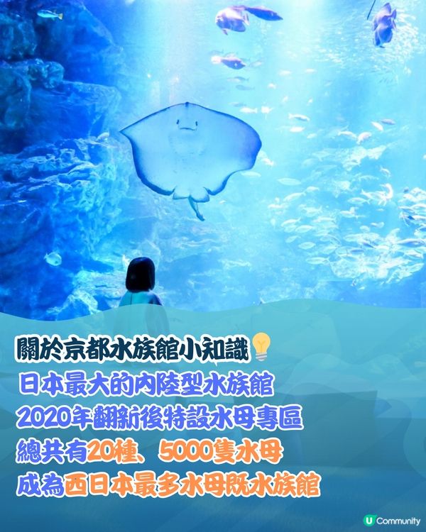 日本京都水母風鈴活動回歸！🪼