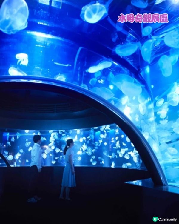 日本京都水母風鈴活動回歸！🪼