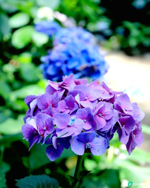 長居公園植物園💙