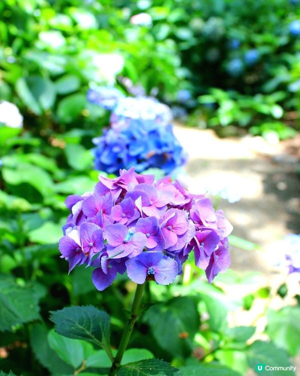 長居公園植物園💙
