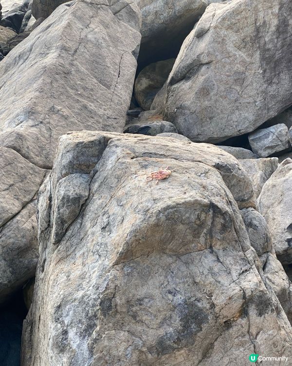 玉桂山鴨脷排行山攻略 (不適合初階者）