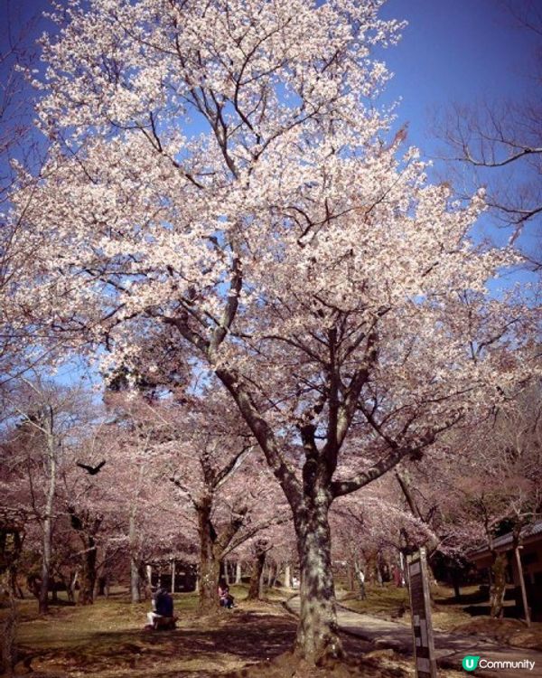 【櫻花2DAY遊】奈良、平野神社、京都御苑 (附短片)