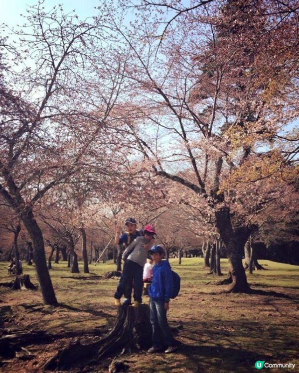 【櫻花2DAY遊】奈良、平野神社、京都御苑 (附短片)