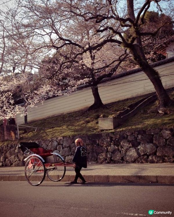 【櫻花2DAY遊】奈良、平野神社、京都御苑 (附短片)