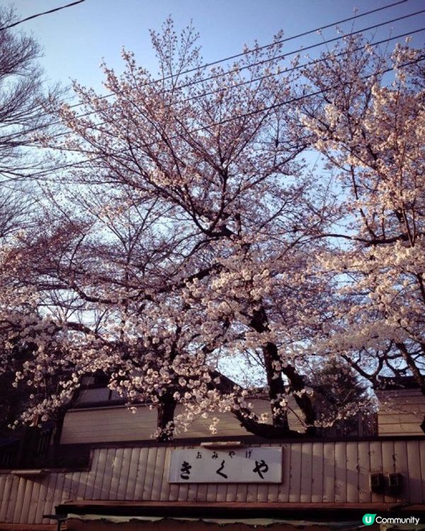 【櫻花2DAY遊】奈良、平野神社、京都御苑 (附短片)