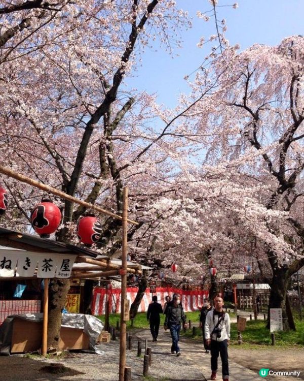 【櫻花2DAY遊】奈良、平野神社、京都御苑 (附短片)