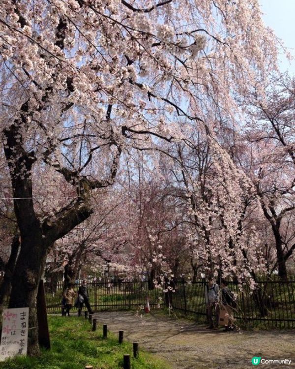 【櫻花2DAY遊】奈良、平野神社、京都御苑 (附短片)