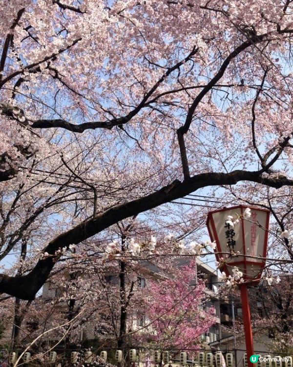 【櫻花2DAY遊】奈良、平野神社、京都御苑 (附短片)