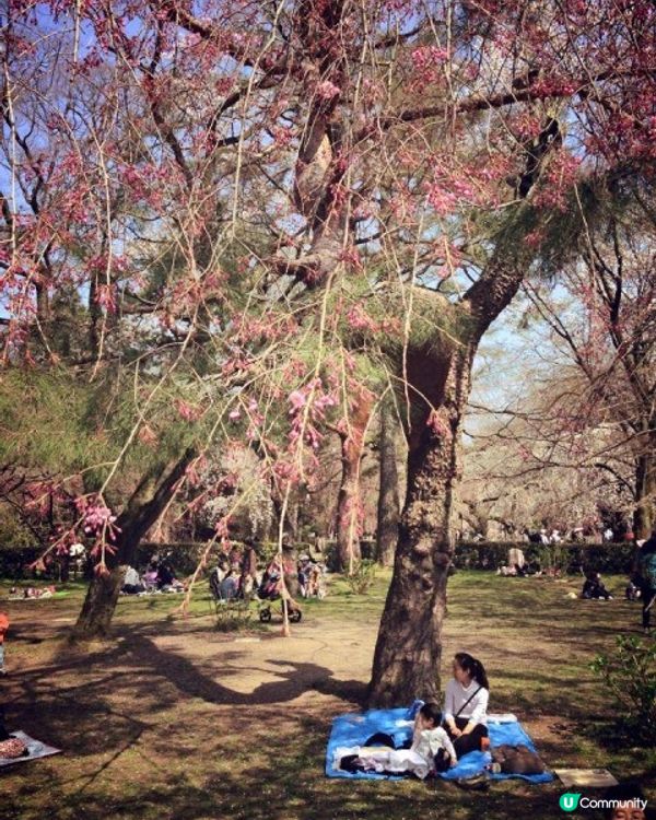 【櫻花2DAY遊】奈良、平野神社、京都御苑 (附短片)