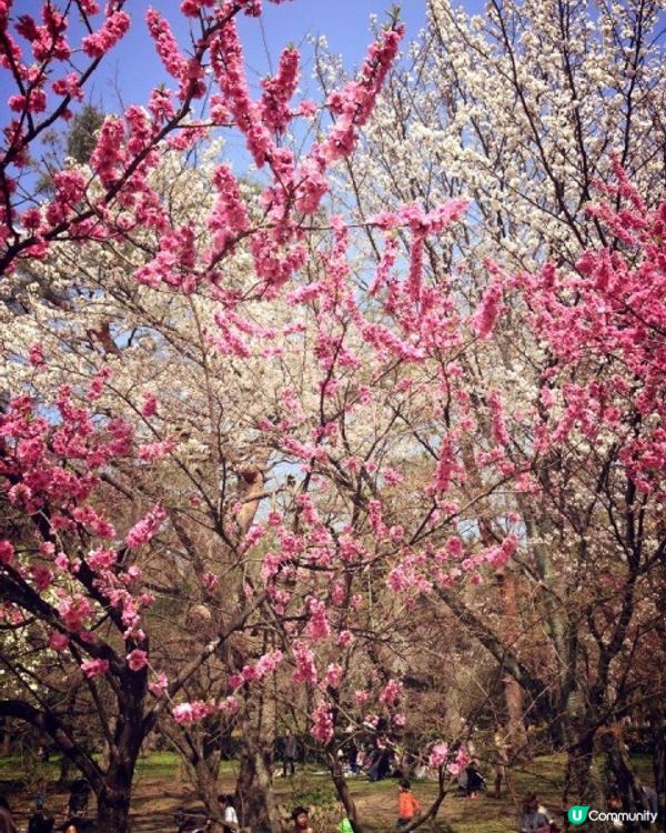 【櫻花2DAY遊】奈良、平野神社、京都御苑 (附短片)