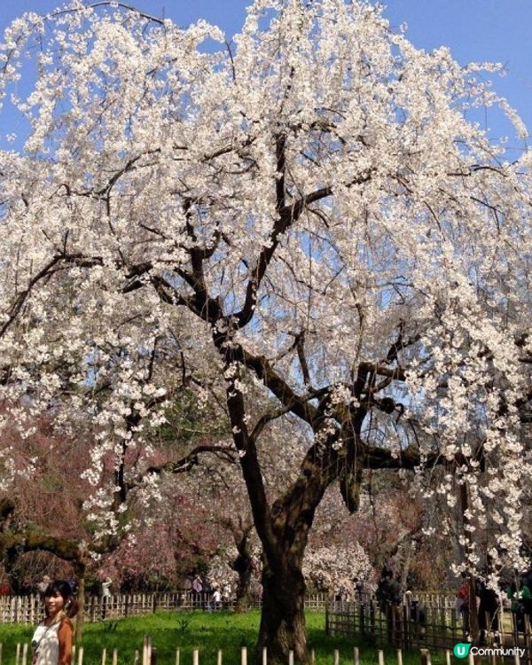 【櫻花2DAY遊】奈良、平野神社、京都御苑 (附短片)