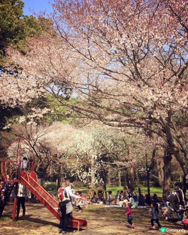 【櫻花2DAY遊】奈良、平野神社、京都御苑 (附短片)