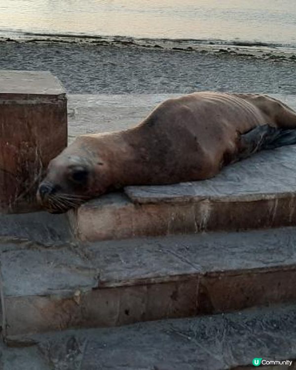 流浪中南美--重遊秘魯