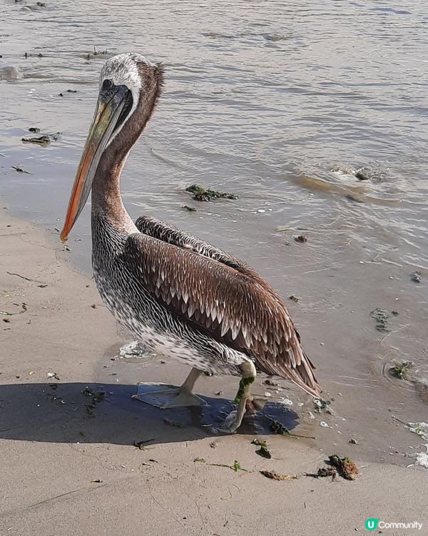 流浪中南美--重遊秘魯