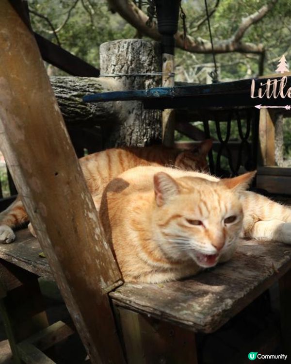 小妹子第十五次自遊行：台灣西部探索之旅~苗栗台中包車篇~(2023/03/14-18）