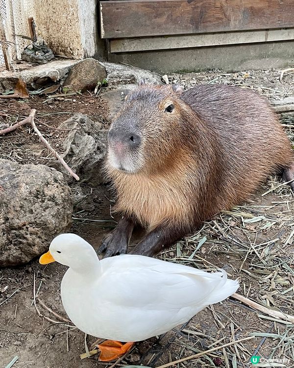 [台北素食] 土城 | 水豚騎士：捷運可達！新北市水豚咖啡店 近距離餵食互動